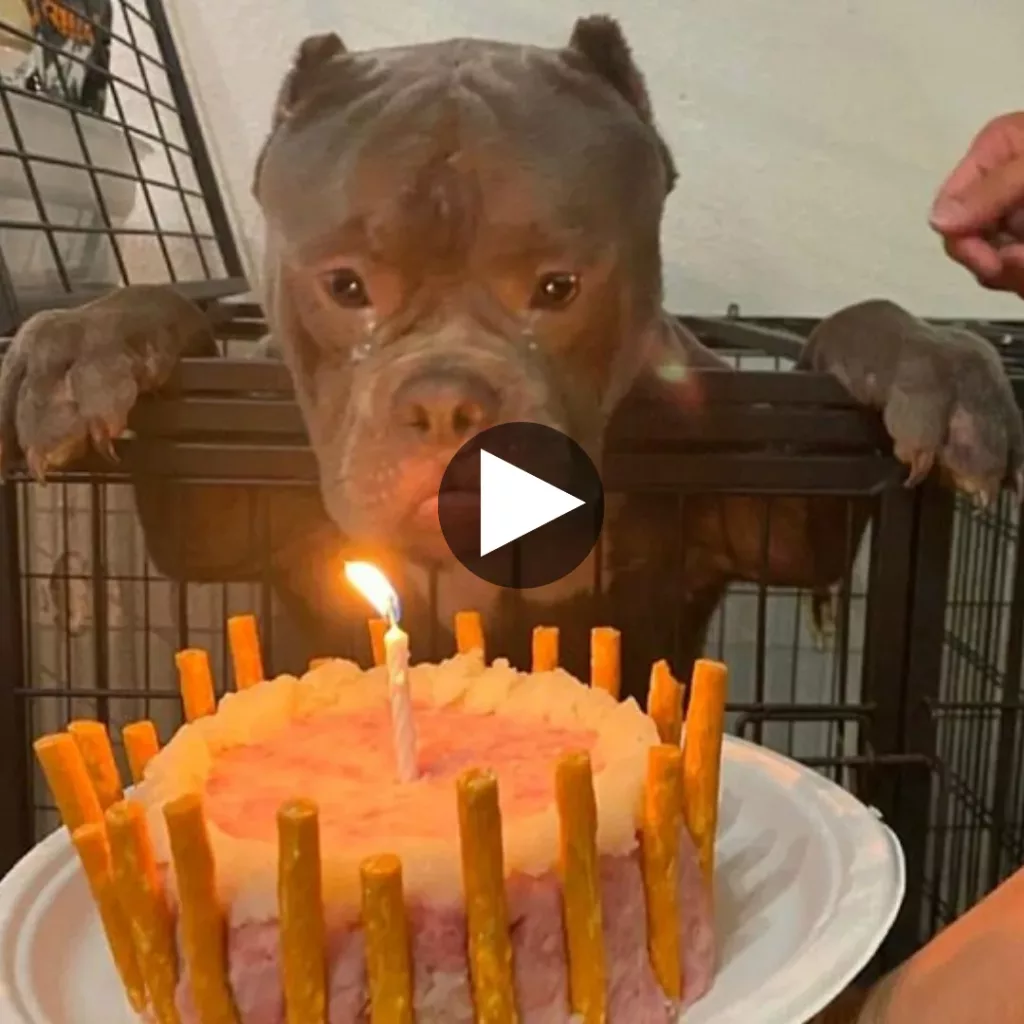 Heartwarming Celebration: A Homeless Pup’s First Birthday at the Animal Shelter