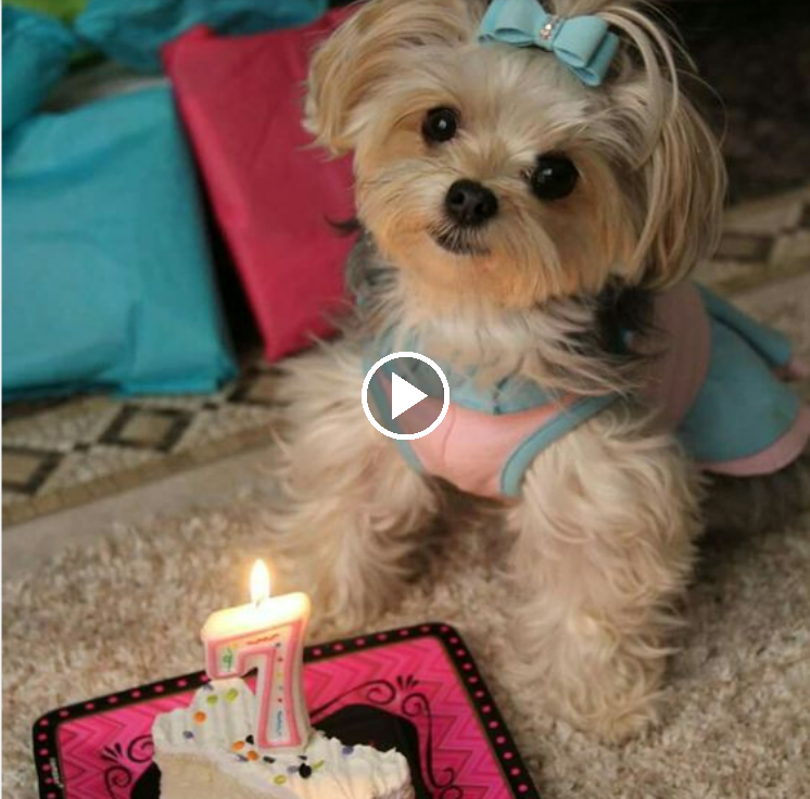 A Furry Celebration: Showering Love and Adoration on Our Beloved Canine on Its Birthday!