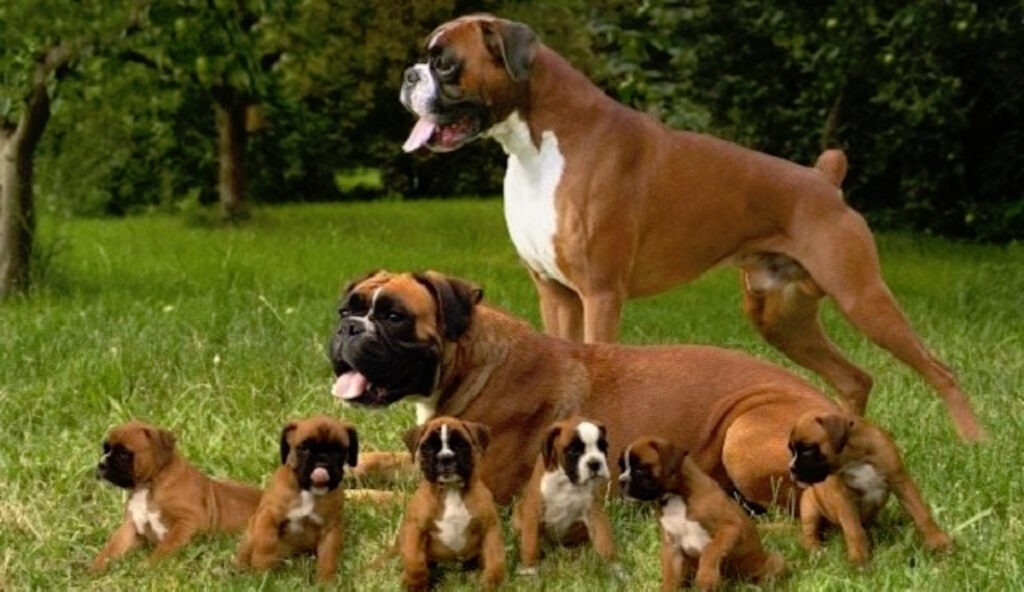 10 Annoying Factors: Boxer Dogs’ Pet Peeves